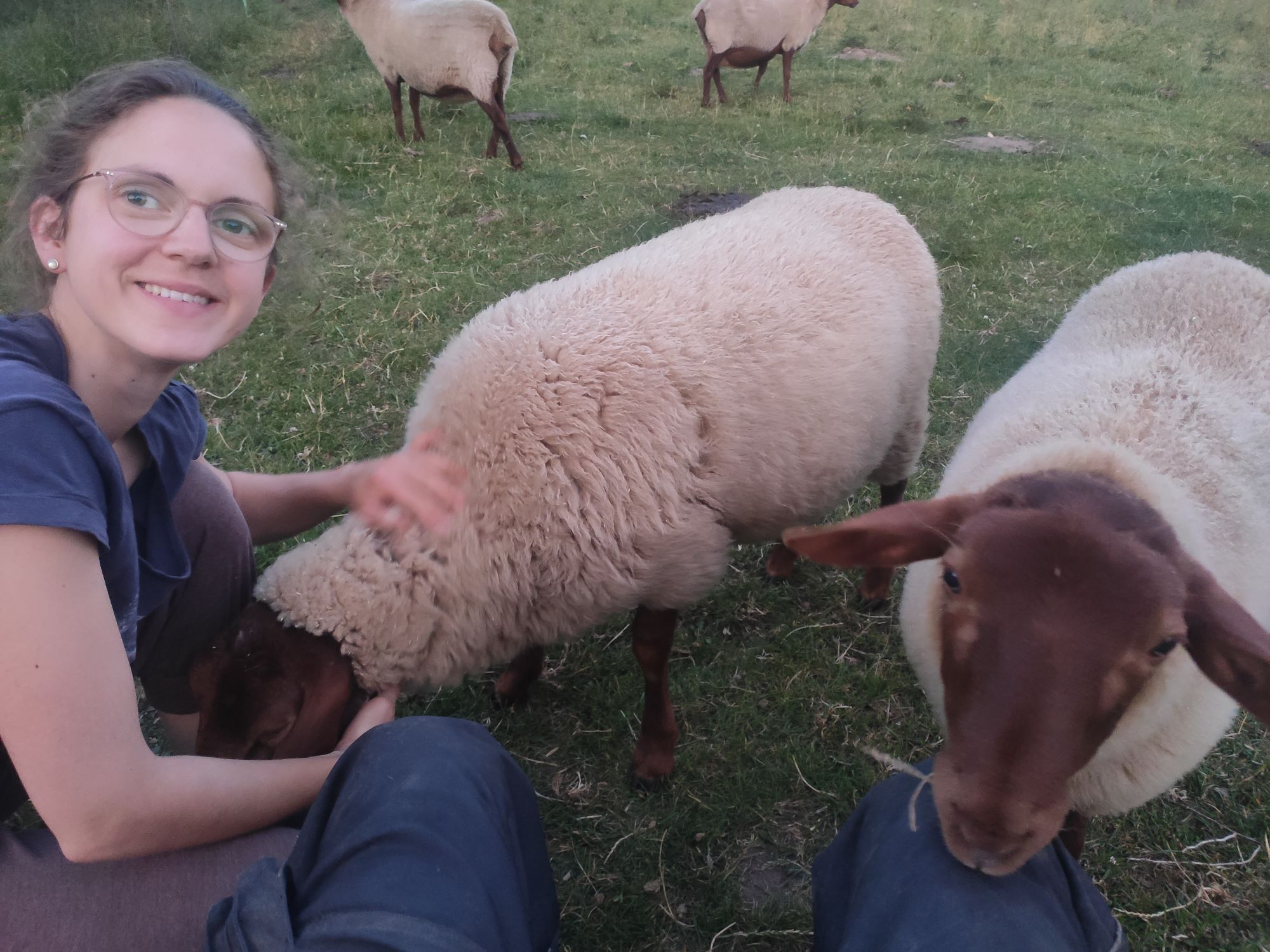 Anja Lammerding Schafe